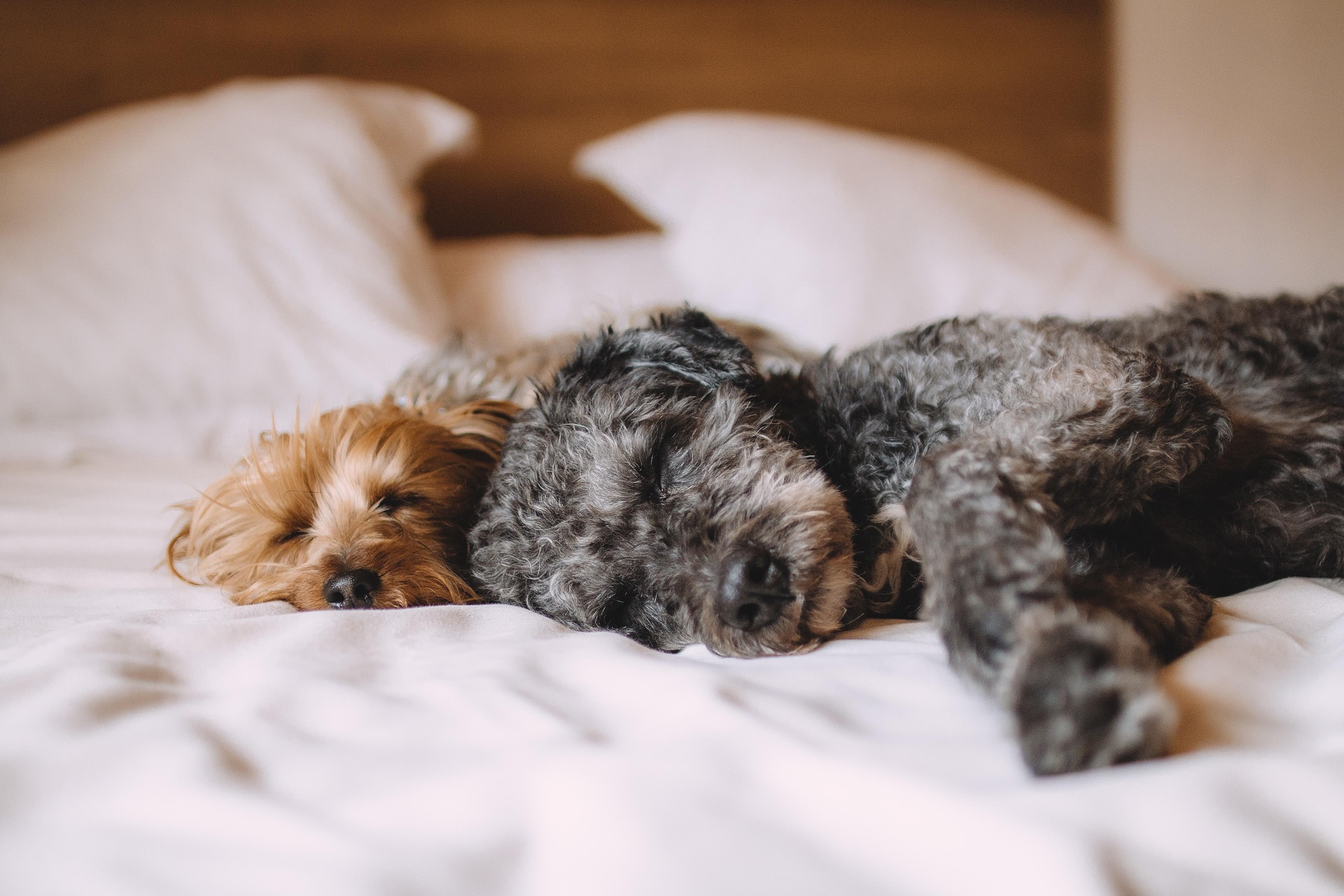 Deux chiens couchés sur un lit